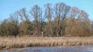 Zugefrorene Schilfwiese an der Mühlenbahn (Querum) nach dem Hochwasser im Januar 2024