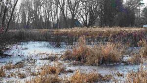 Zugefrorene Schilfwiese an der Mühlenbahn (Querum) nach dem Hochwasser im Januar 2024