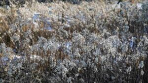 Hohe Goldrute am Pepperstieg im Januar 2024