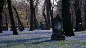 Blühende Blauseterne (Szilla) auf dem Magnifriedhof (Mai 1997)