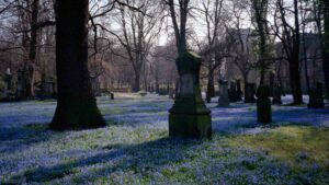 Blühende Blauseterne (Szilla) auf dem Magnifriedhof (Mai 1997)
