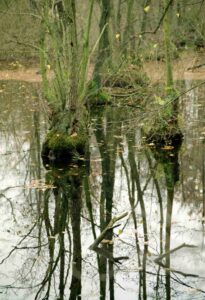 Bäume im Wiedingsteich im November 2001 (Riddagshäuser Teiche)