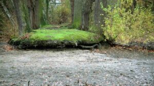 abgelassener Neuer Bleeksteich im November 2001 (Riddagshäuser Teiche)