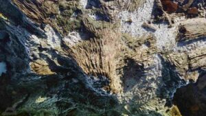 Draufsicht auf einen Baumstumpf im abgelassenen Riddagshäuser Mittelteich (2001)