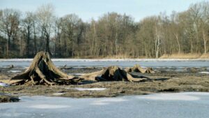 abgelassene Riddagshäuser Teiche im Winter 2002