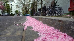 Ende der Zierkirschenblüte Am Schloßgarten