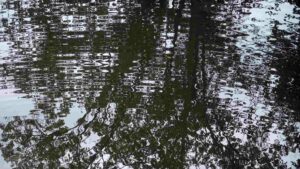 Baum spiegelt sich in der Oker