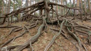 Gifhorn ♦ Fahle Heide