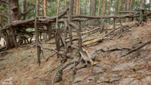 Gifhorn ♦ Fahle Heide