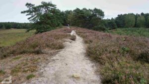 Gifhorn ♦ Fahle Heide