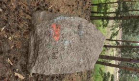 Gifhorn ♦ Fahle Heide
