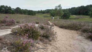 Fahle Heide (Gifhorn)