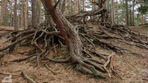 Fahle Heide (Gifhorn)