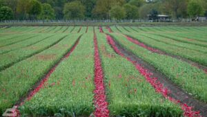 Gifhorn - Vordorf ♦ Tulpenfeld