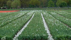 Gifhorn - Vordorf ♦ Tulpenfeld