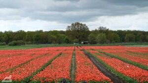 Gifhorn - Vordorf ♦ Tulpenfeld