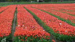 Gifhorn - Vordorf ♦ Tulpenfeld