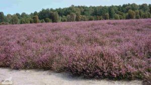 Gifhorn - Wahrendorf ♦ Heiliger Hain
