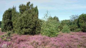 Gifhorn - Wahrendorf ♦ Heiliger Hain