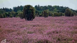 Gifhorn - Wahrendorf ♦ Heiliger Hain
