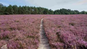 Gifhorn - Wahrendorf ♦ Heiliger Hain