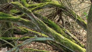 Gifhorn - Wahrendorf ♦ Heiliger Hain