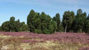 Gifhorn - Wahrendorf ♦ Heiliger Hain
