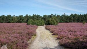 Gifhorn - Wahrendorf ♦ Heiliger Hain