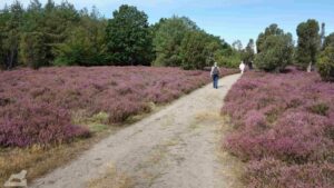 Gifhorn - Wahrendorf ♦ Heiliger Hain