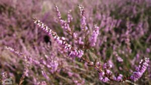 Gifhorn - Wahrendorf ♦ Heiliger Hain