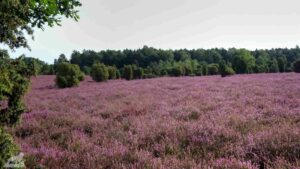 Gifhorn - Wahrendorf ♦ Heiliger Hain