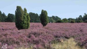 Gifhorn - Wahrendorf ♦ Heiliger Hain