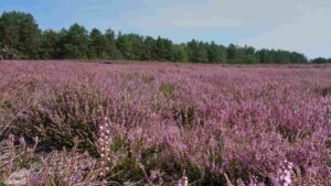 Gifhorn - Wahrendorf ♦ Heiliger Hain