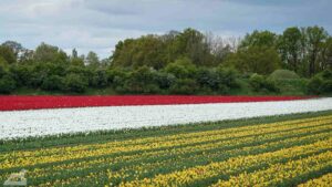 Gifhorn - Walle ♦ Tulpenfeld