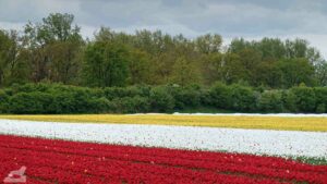 Gifhorn - Walle ♦ Tulpenfeld
