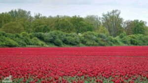 Gifhorn - Walle ♦ Tulpenfeld