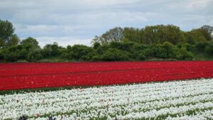 Gifhorn - Walle ♦ Tulpenfeld