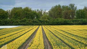 Gifhorn - Walle ♦ Tulpenfeld