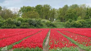 Gifhorn - Walle ♦ Tulpenfeld