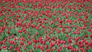 Gifhorn - Walle ♦ Tulpenfeld