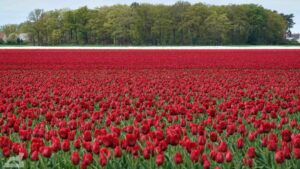 Gifhorn - Walle ♦ Tulpenfeld