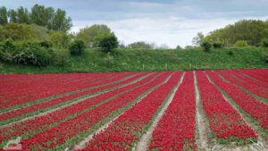 Gifhorn - Walle ♦ Tulpenfeld