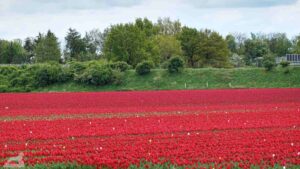 Gifhorn - Walle ♦ Tulpenfeld