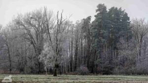 Waldrand am Schapenbruch