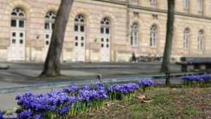 blühende Netzblatt-Schwertlilien am Theater