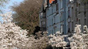 blühende Magniolien in der Roonstraße