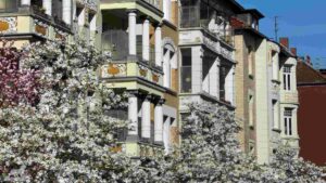 blühende Magniolien in der Roonstraße