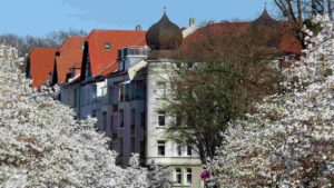blühende Magniolien in der Roonstraße