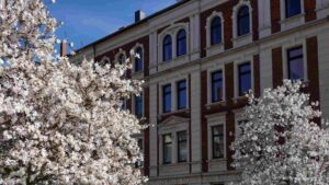 blühende Magniolien in der Roonstraße