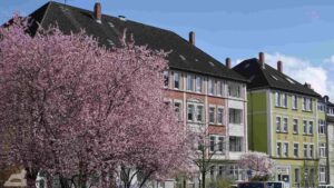 Blühende Zierkirsche am Andreeplatz